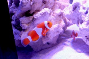 Tangerine Clownfish from Proaquatix