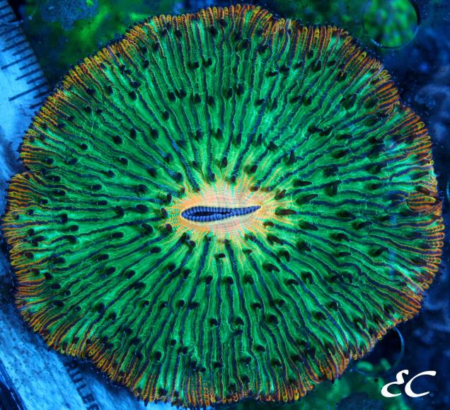 Nightmare Fungia Plate Coral