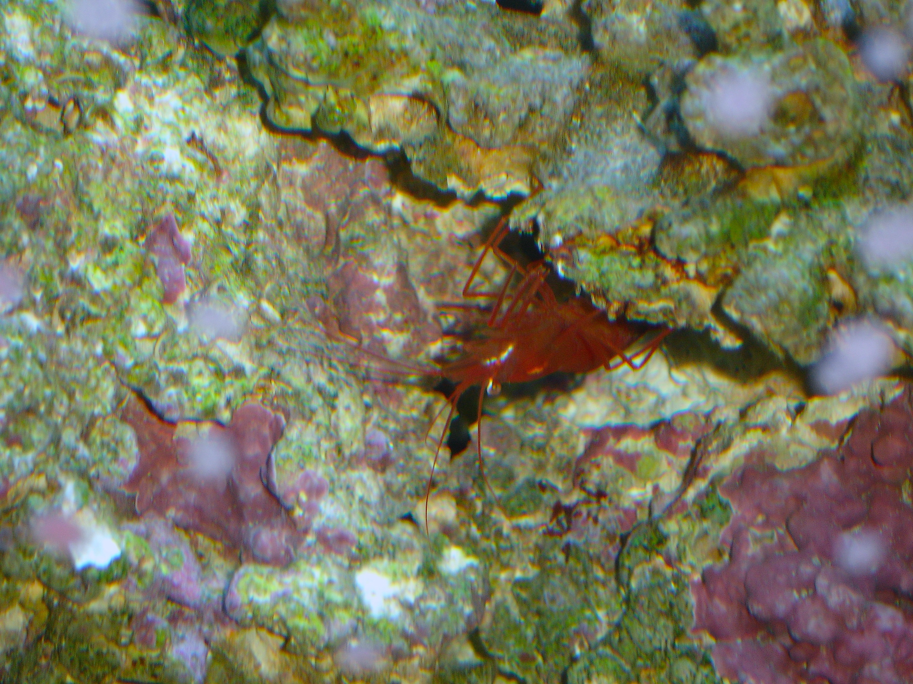 peppermint shrimp molt