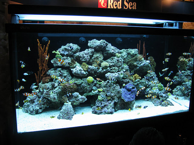 Red Sea Max-S Aquarium