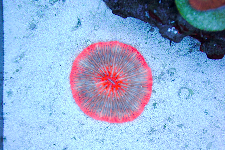 Roc Citi Coralz Red Plate Coral