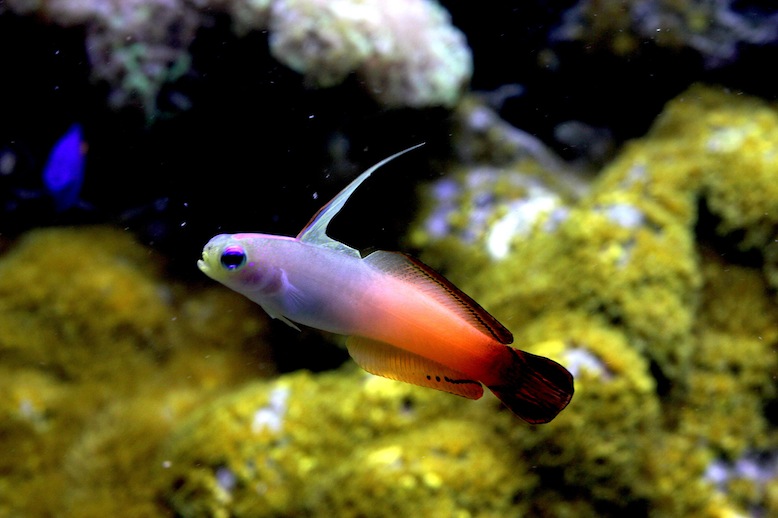 Red Firefish (Nemateleotris magnifica)