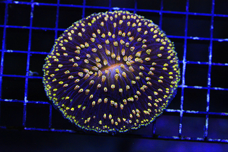 Dark Blue Plate Coral from Roc Citi Coralz