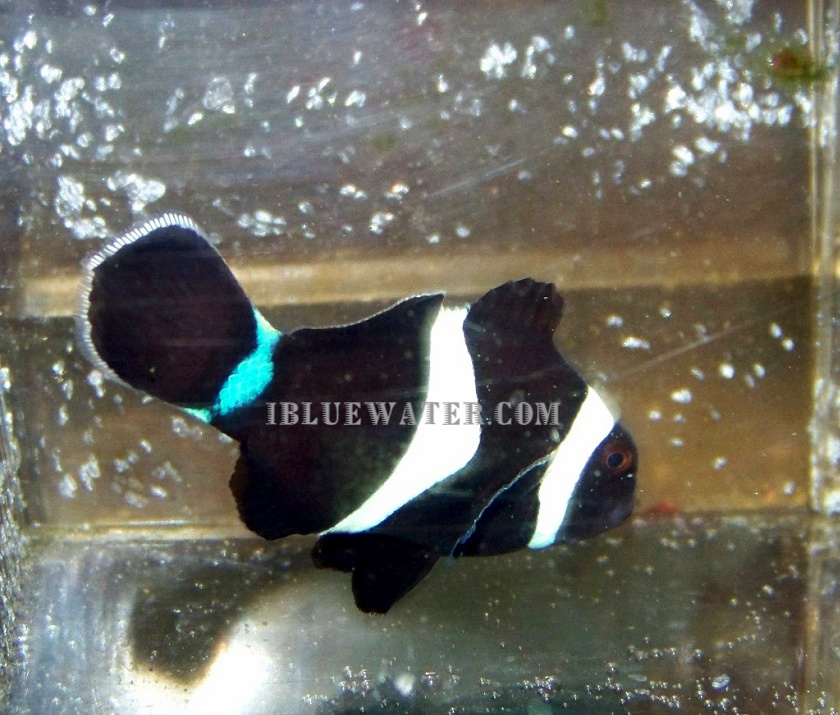 Black and White Clownfish with Blue Tail Stripe | AquaNerd