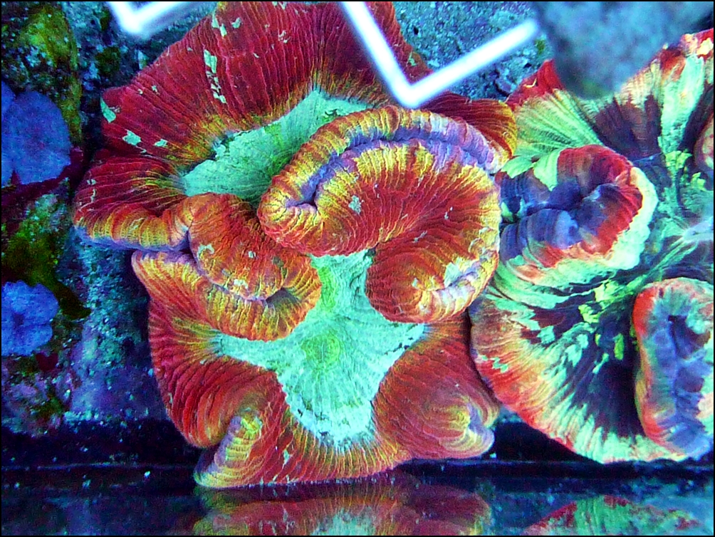 Rainbow Wellsophyllia