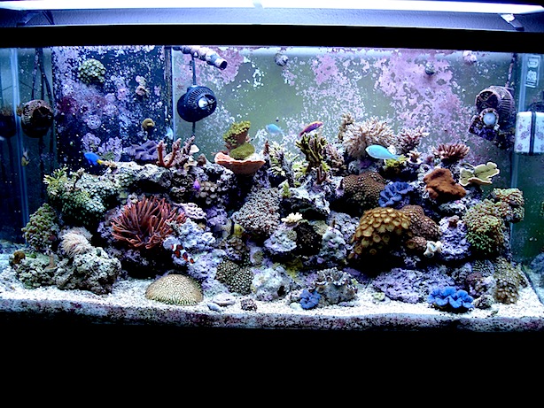 Mature Mixed Reef Aquarium