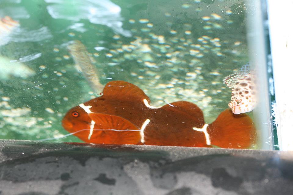 PNG Aberrant Maroon Clownfish