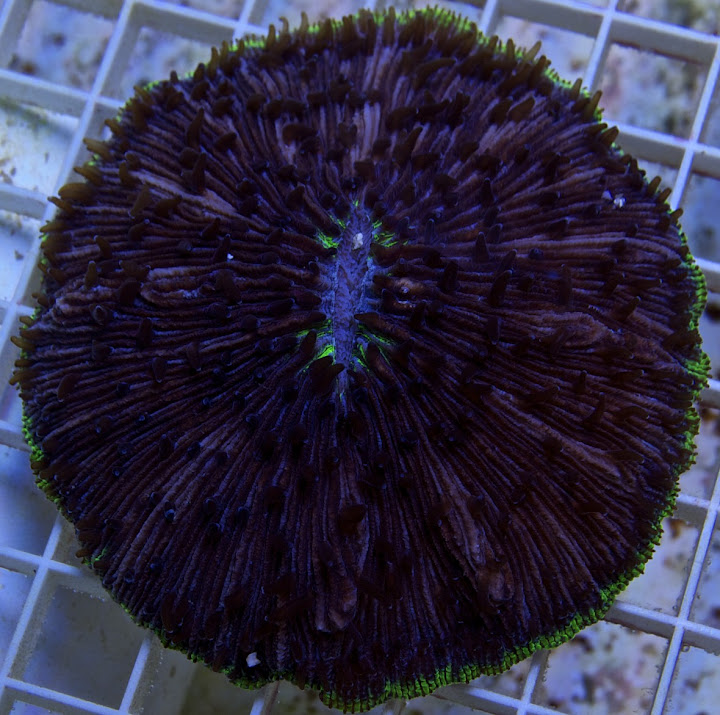 Purple with Green Rim Plate Coral