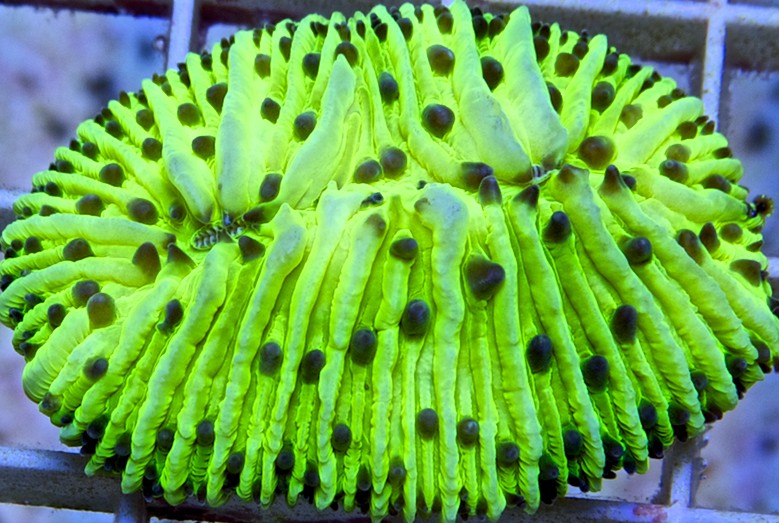 RC Toxic Tongue Coral