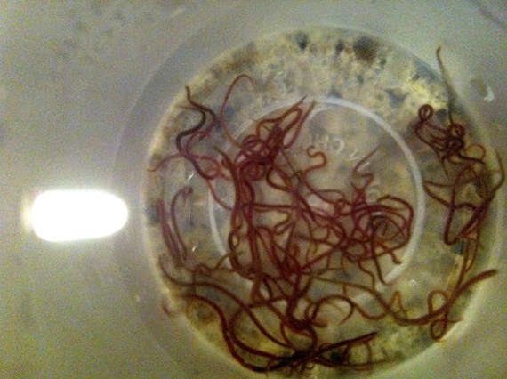 Live black 2025 worms for fish