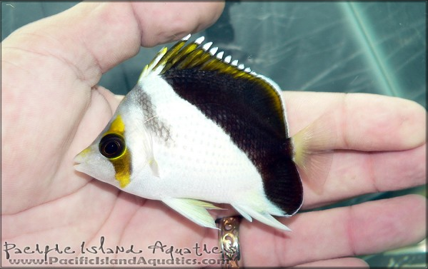 Tinkeri Butterfly Hybrid Spotted at Pacific Island Aquatics | AquaNerd