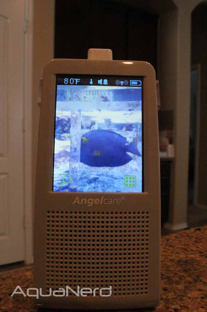 Aquarium Footage from Baby Monitor