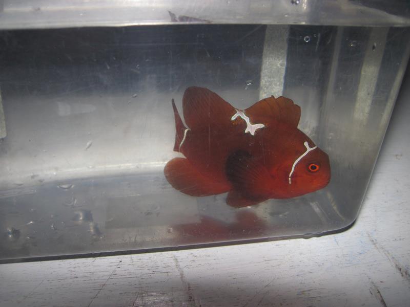 Lightning Maroon Clownfish Precursor