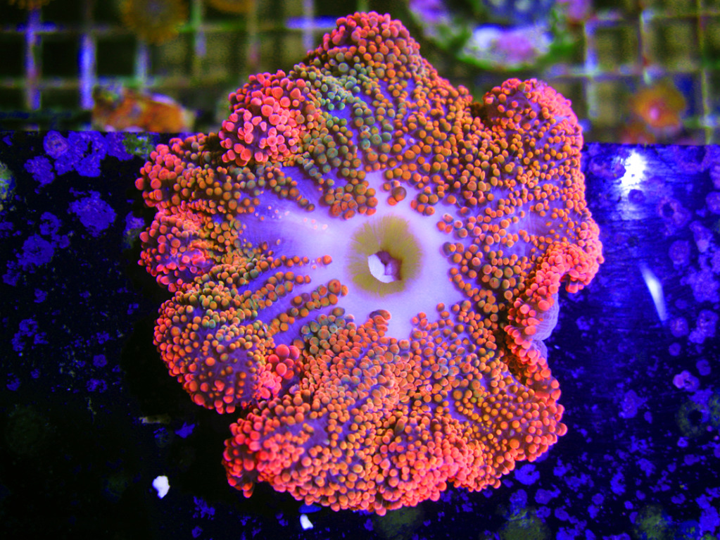 Rainbow Carpet Anemone Spotted At Sexy Corals Aquanerd - roblox rainbow carpet