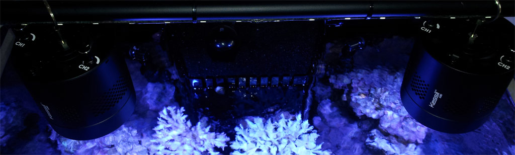 Kessil Looking From Above