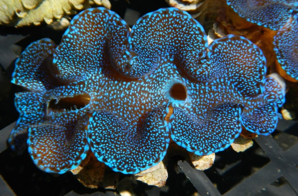 Blue Squamosa Clam