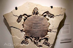 Fossil Soft Shell Turtle