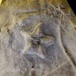 Fossil Starfish