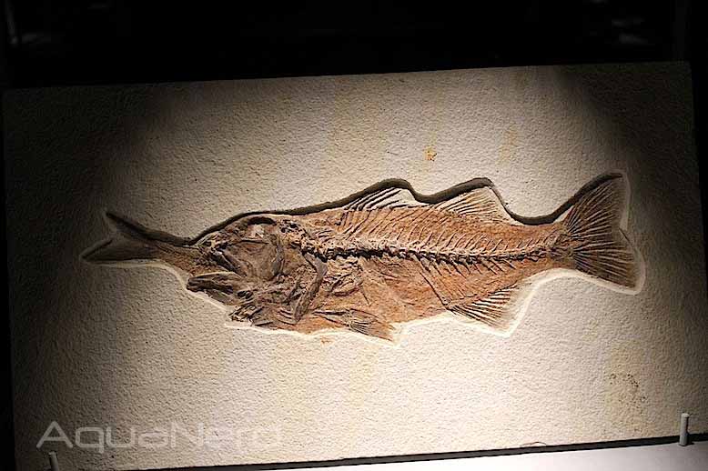Fossilized Fish Choking