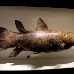 Preserved Coelacanth