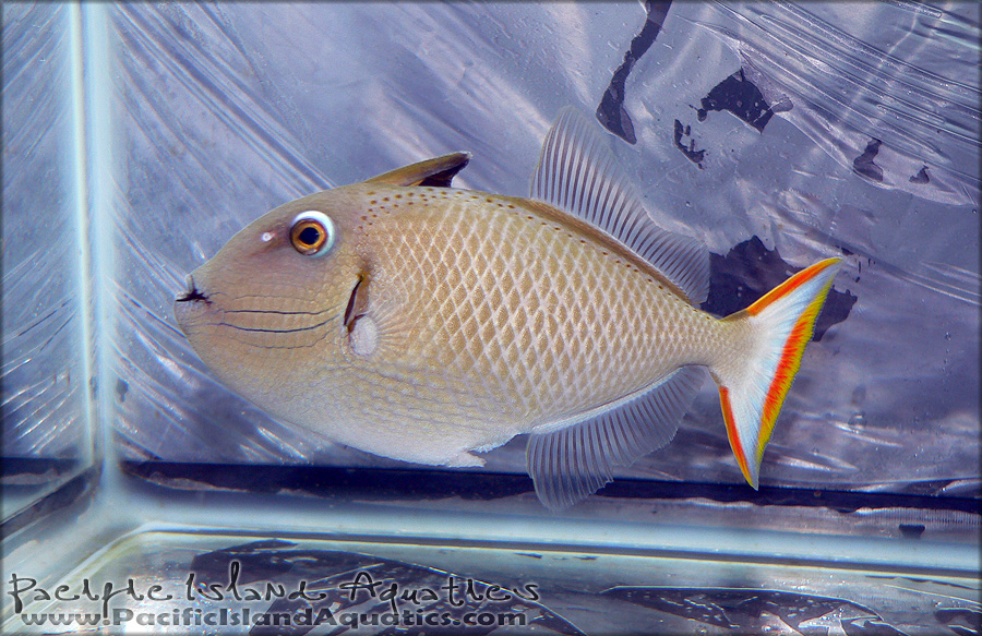Kiri Triggerfish