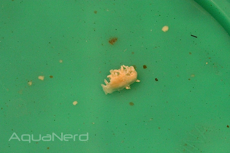Montipora Eating Nudibranch