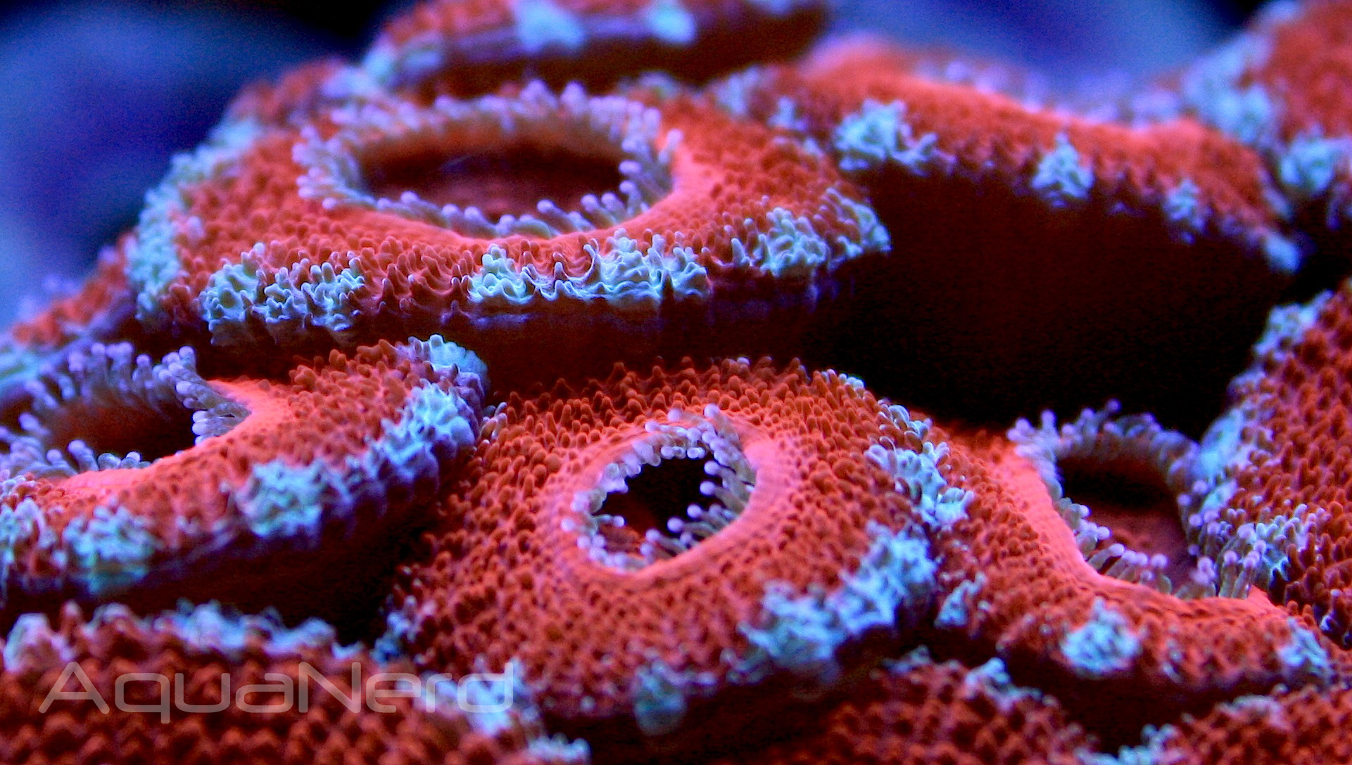 Red Acanthastrea Colony