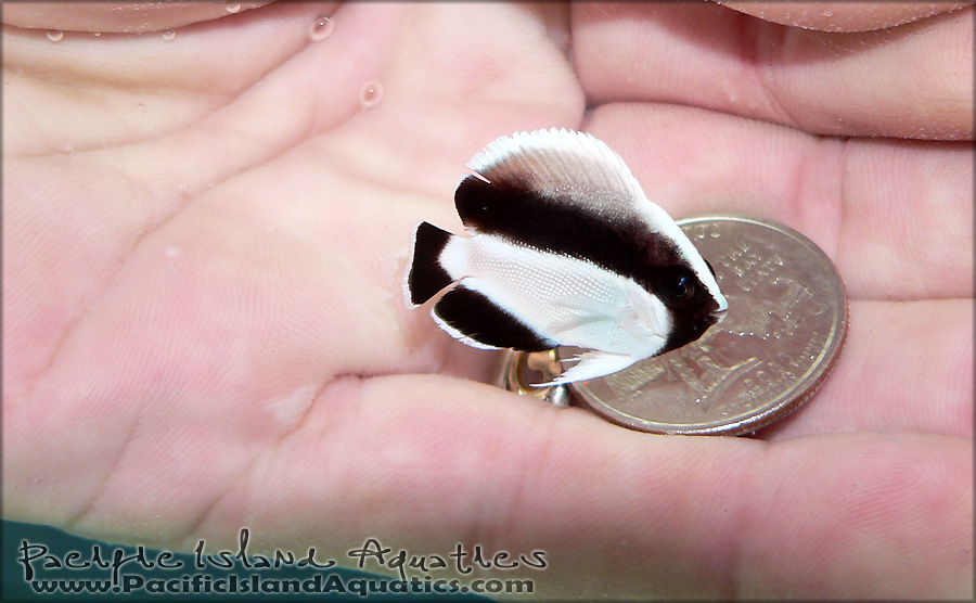 Tiny Juvenile Bandit Angelfish