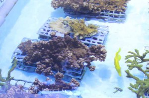 Coral Aquaculture Growout at Moody Gardens