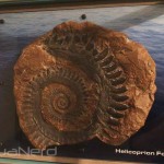 Helicoprion Fossil at Moody Gardens