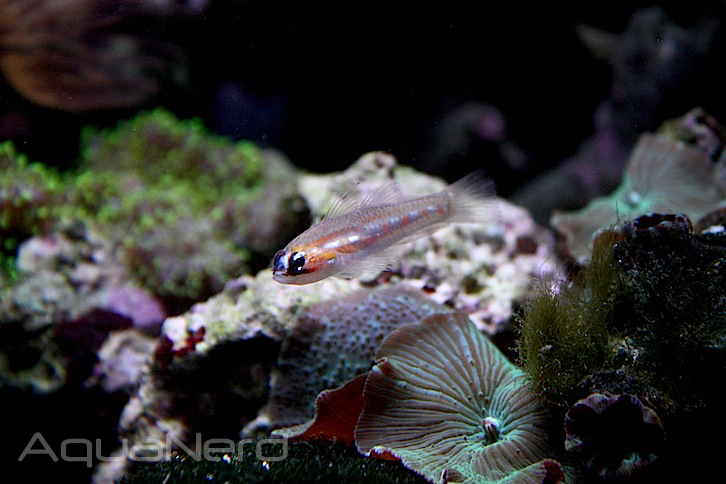 Masked Goby (Coryphopterus personatus)