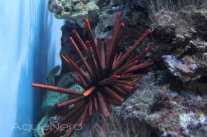 Red Sea Urchin at Moody Gardens