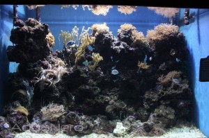 Soft Coral Reef at Moody Gardens