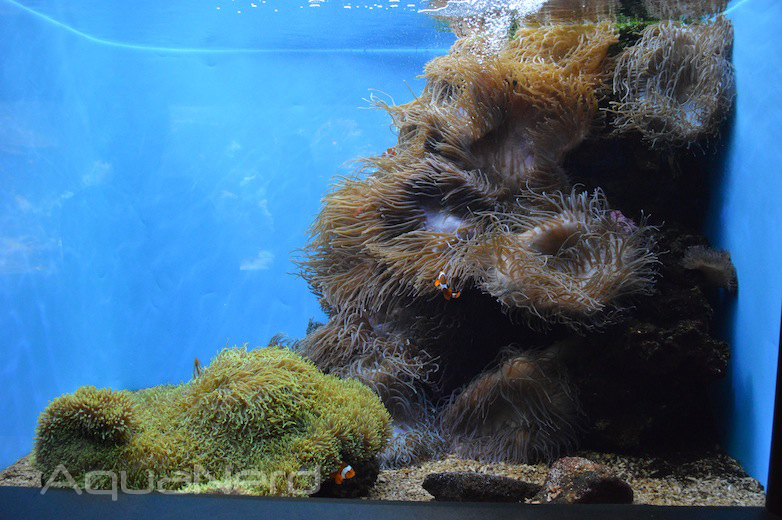 Anemone Display Tank - Waikiki Aquarium