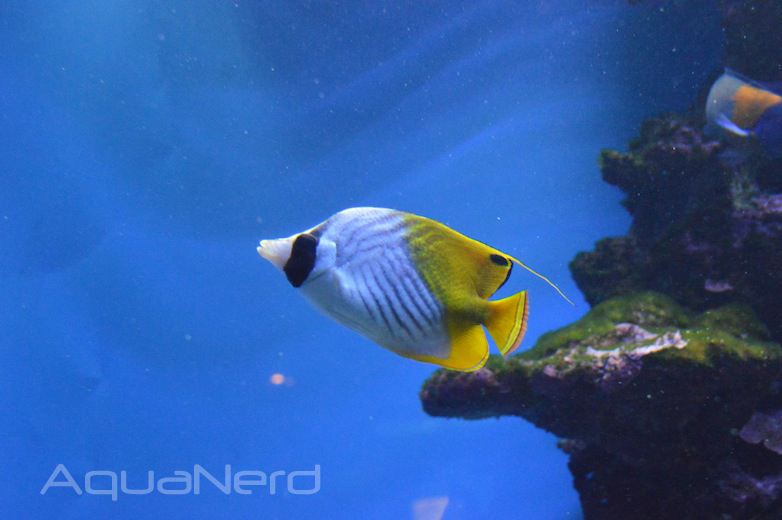 Auriga Butterflyfish - Waikiki Aquarium