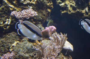 Bandit Angelfish - Waikiki Aquarium