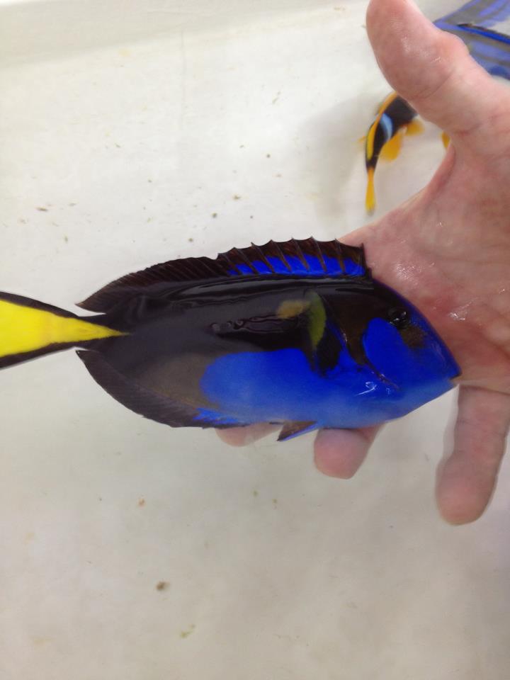 Black and Blue Hippo Tang
