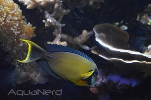 Chocolate Tang - Waikiki Aquarium