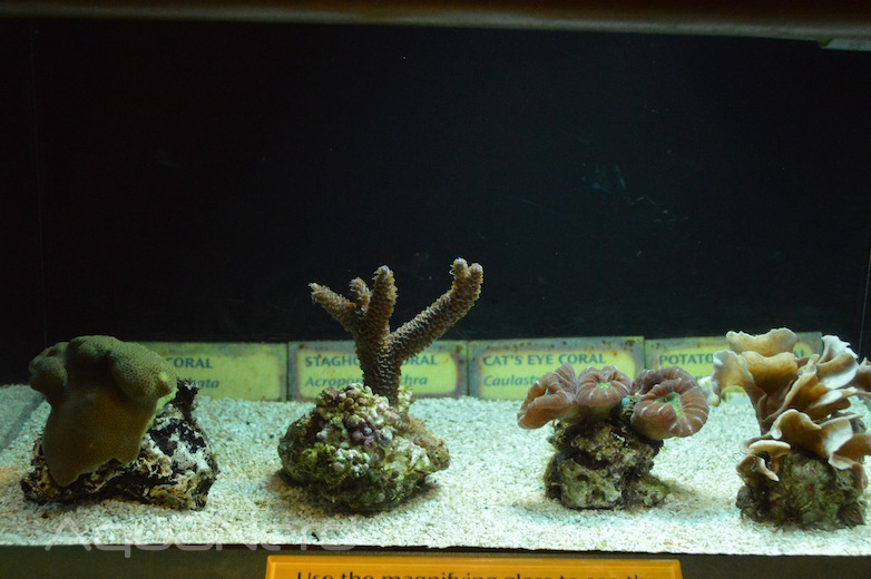 Coral Aquaculture  - Waikiki Aquarium