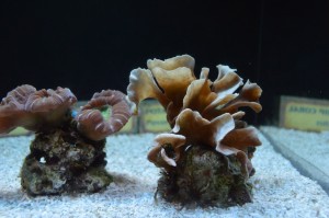 Coral Frags at the Waikiki Aquarium