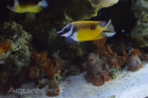 Foxface and Abei Angelfish - Waikiki Aquarium