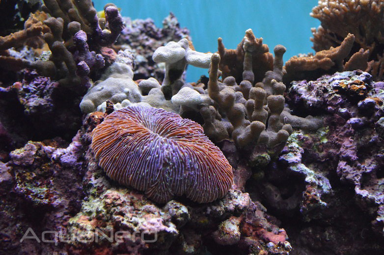 Fungia in Mixed Reef - Waikiki Aquarium