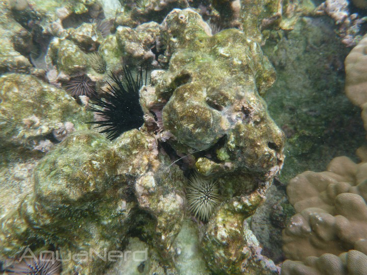 Hawaiian Sea Urchins