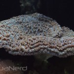 Massive Pagoda Coral - Waikiki Aquarium