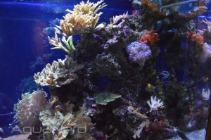 Mixed Reef Display - Waikiki Aquarium