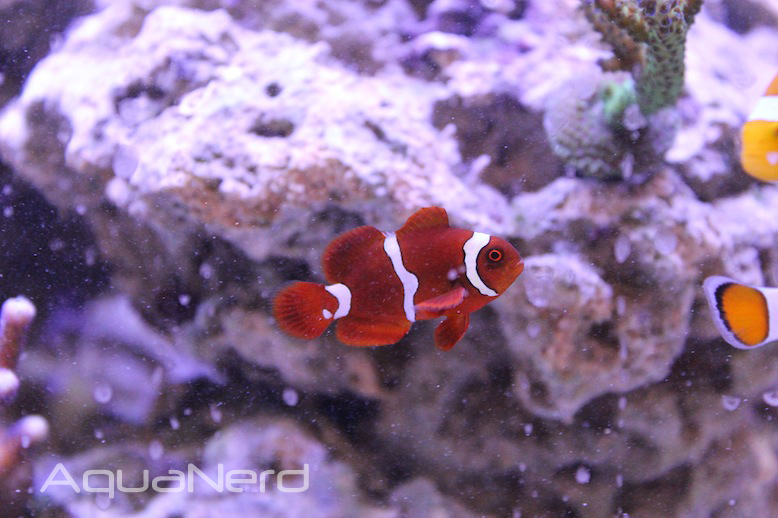 ORA Goldflake Maroon Clownfish