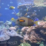 Orange Shoulder Tang - Waikiki Aquarium