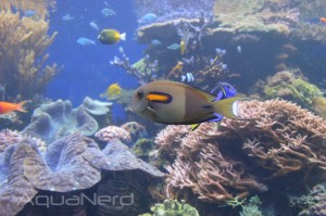 Orange Shoulder Tang - Waikiki Aquarium