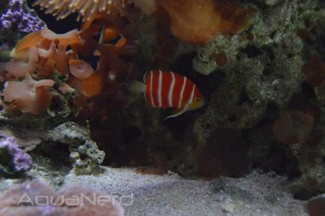 Paracentropyge boylei - Waikiki Aquarium