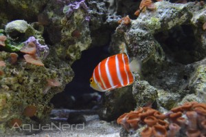 Paracentropyge boylei at the Waikiki Aquarium